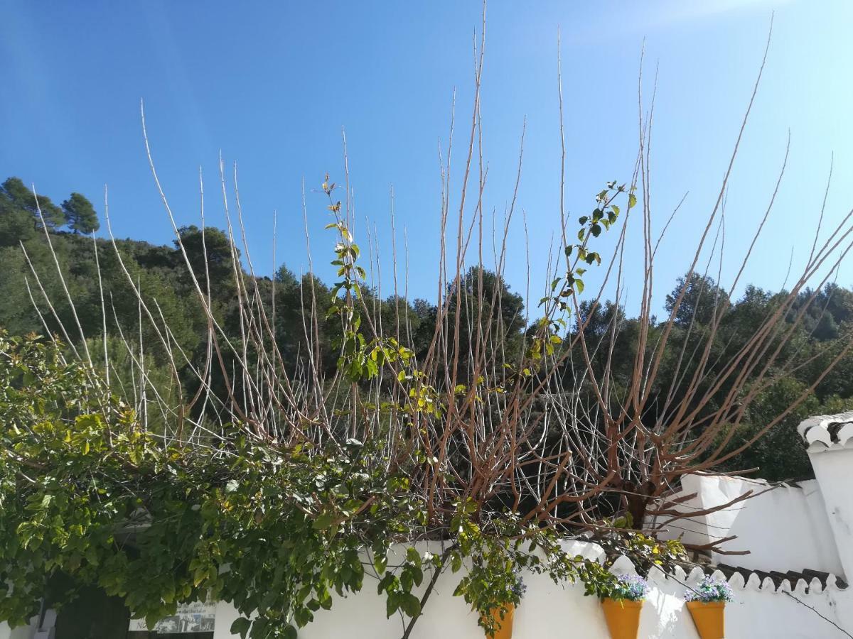 Pensjonat Casa Ayo Frigiliana Zewnętrze zdjęcie
